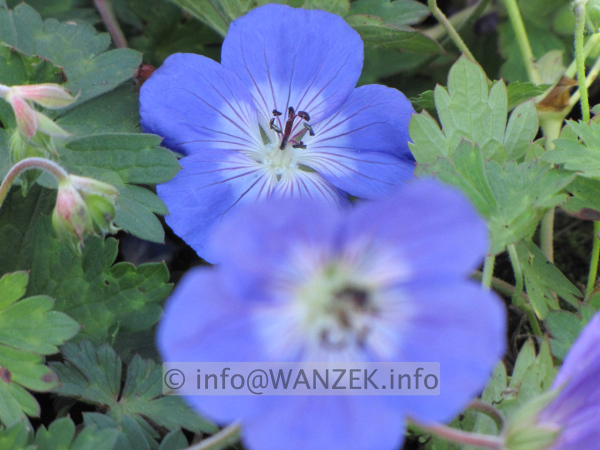 Geranium Hybride Rozanne - Bluetenmacro 1B.JPG